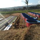 Sekemala Integrated Farming